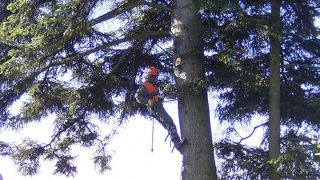 Baumfällung Klettertechnik